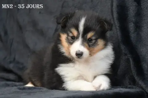 Shetland Sheepdog  Mn2 -