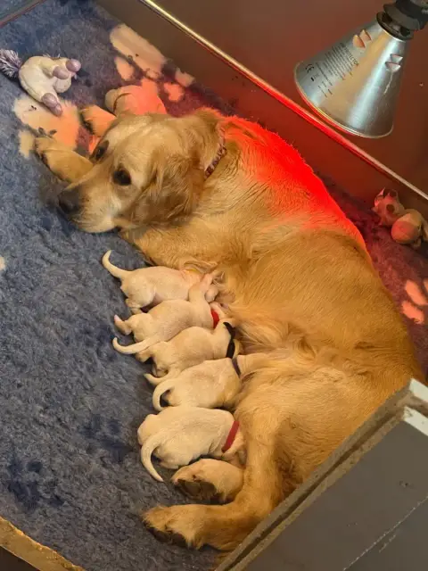 Golden Retriever  Chiot 8