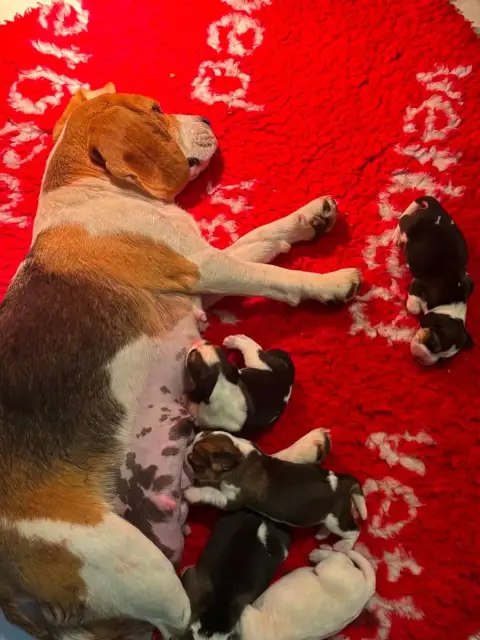 Beagle  Femelle 3 Lemon De La Vallée Caid
