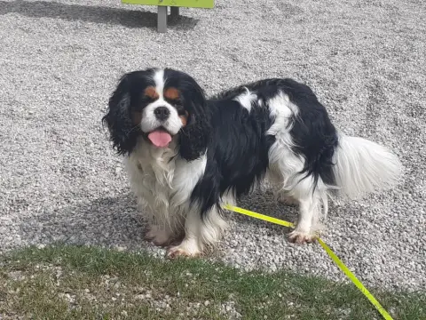 Cavalier King Charles Spaniel  Chiot N°3 Du Bois Des  14735 photo 3