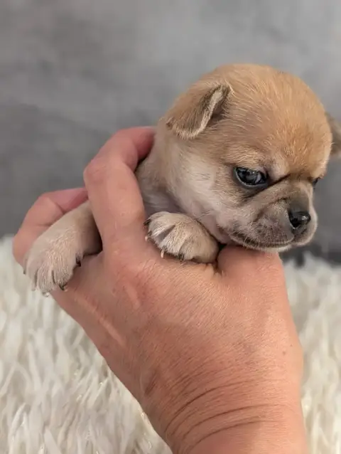 Chihuahua  Chiot N°1 De La Contrée Des Elfes photo 2