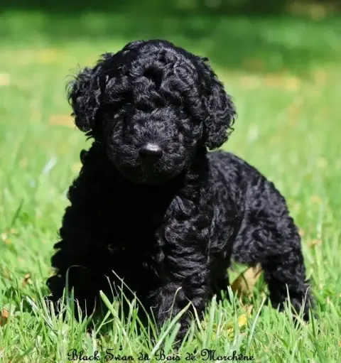 Caniche  Black Swan Du Bois De Morchène photo 3