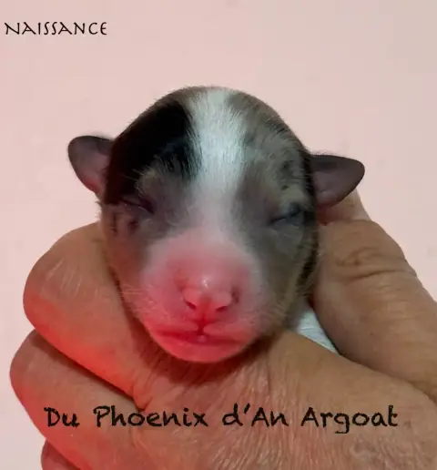 Berger Australien  Chiot 2 Du Phoenix D'An Argoat