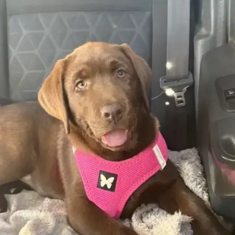Magnifique Et Adorable