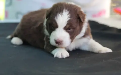 Berger Australien  Chiot N°1 De L'Orée Du Bois De La  ea964 photo 2