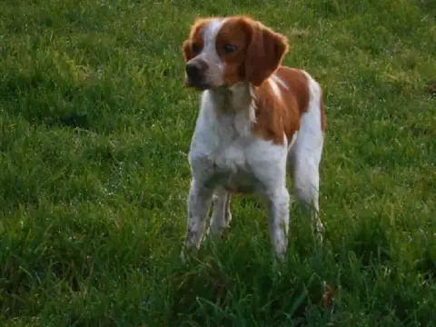 Epagneul Breton  Chiot N°3 De Torlhak photo 3