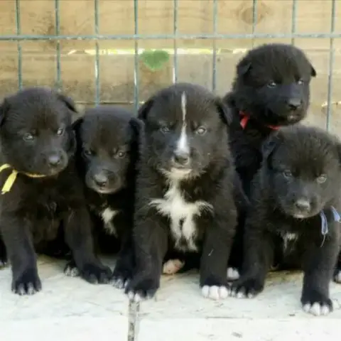Chiots Chien Loup