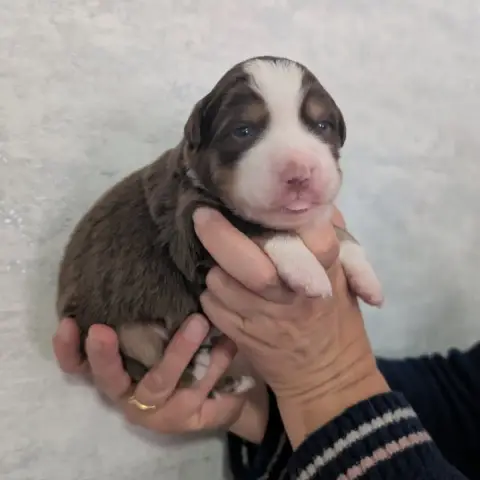 Berger Américain Miniature  Chiot N°2 Du Domaine D'Oz 1db98 photo 3