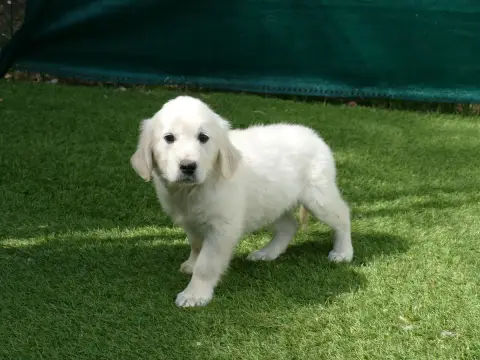 Golden Retriever  Male Collier Orange Du Temps Des Am c6cf7