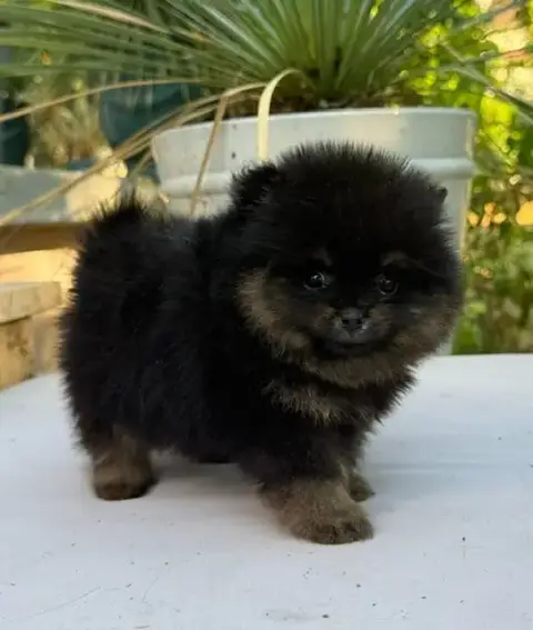 Spitz Allemand  Chiot N°3 photo 2