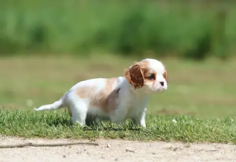 Cavalier King Charles Spaniel  Berlioz De La Bergerie 78b9d