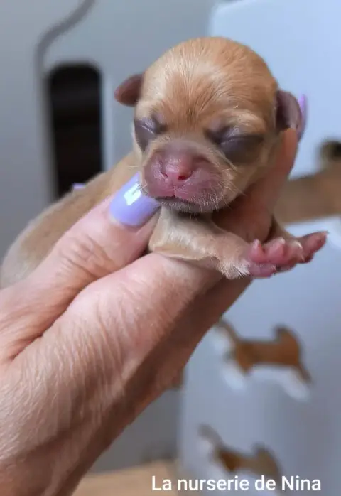 Chihuahua  B De La Nurserie De Nina