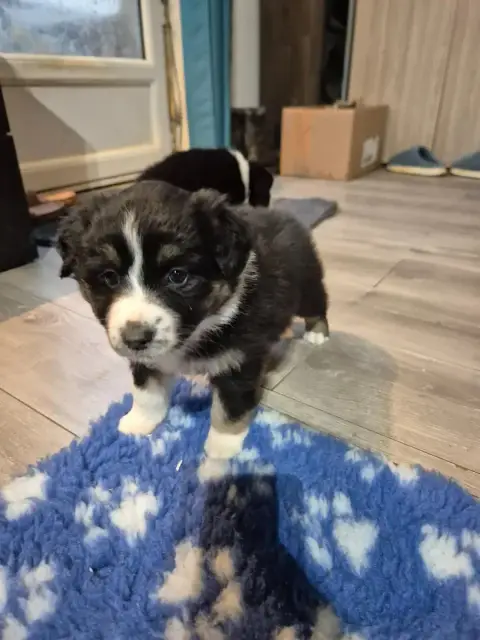 Berger Australien  Chiot N°4