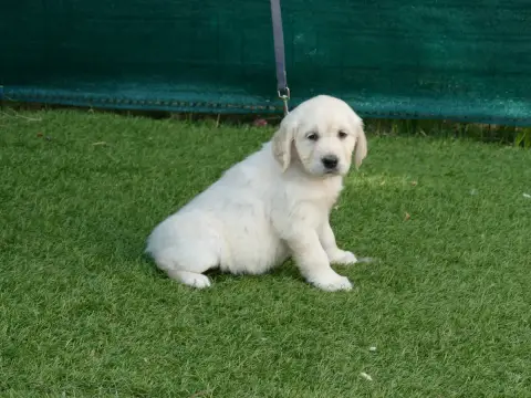 Golden Retriever photo 2