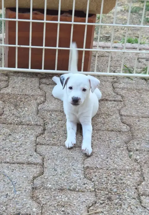 Jack Russell Terrier  Atlas De La Bruyère De Jade photo 3