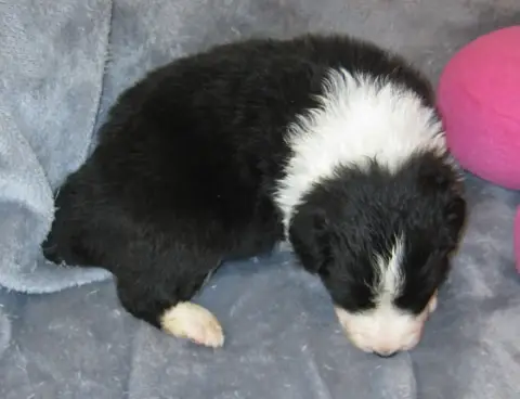 Border Collie  Chiot N°1 De La Vallee Du Douro