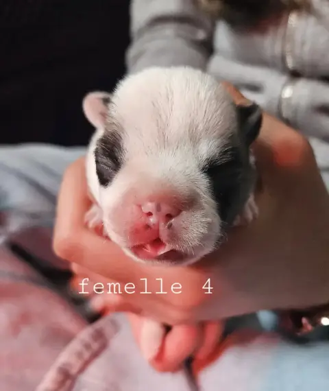 Bouledogue Français  Femelle 4