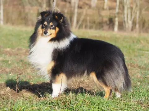 Shetland Sheepdog  Chiot N°3 Des Terres De Bourguenai ff9c7 photo 3