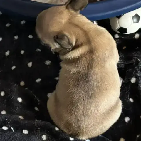 Bouledogue Français Lof