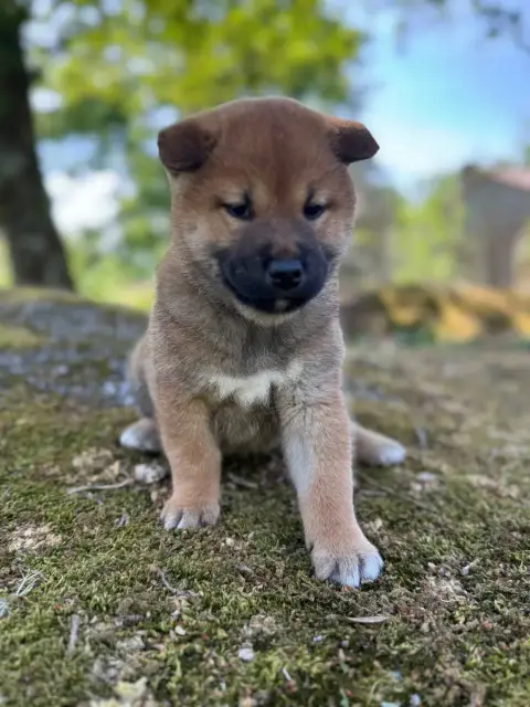 Shiba  Collier Jaune -