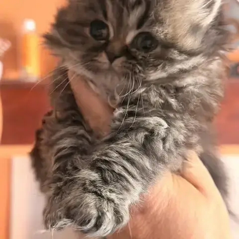 Adopter Mâle Et Femelle British Shorthair Et Longhair