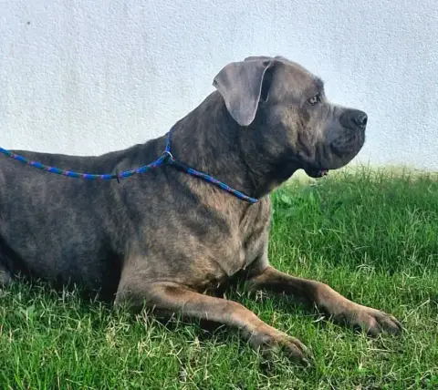 Cane Corso  Baya Cerberes Legend photo 3