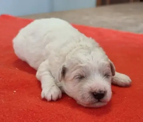 Bichon Frise  Chiot N°4 Des Hirondelles Du Voyage photo 3