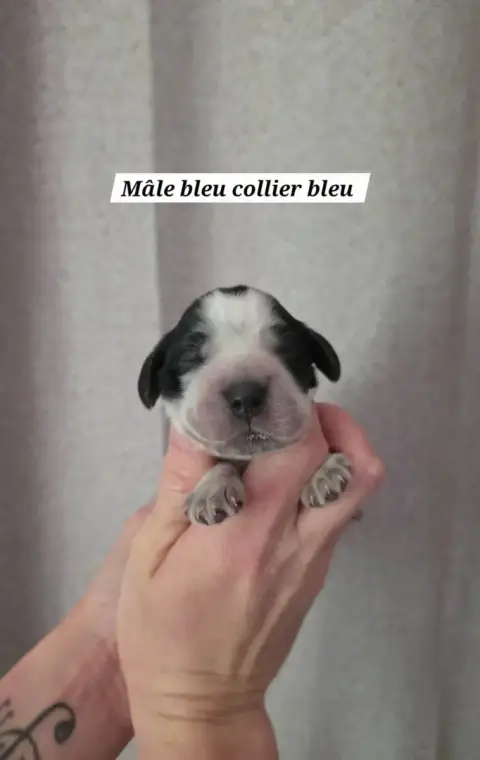 Cocker Spaniel Anglais  Collier Bleu Du Domaine De L' 6c8f9