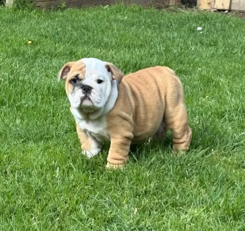 Bulldog Anglais  Bertille D'Izzie Bull'S photo 3
