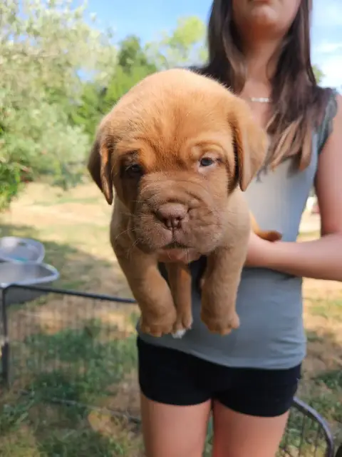 Dogue De Bordeaux 
                        Collier Vi 66ee4 photo 2