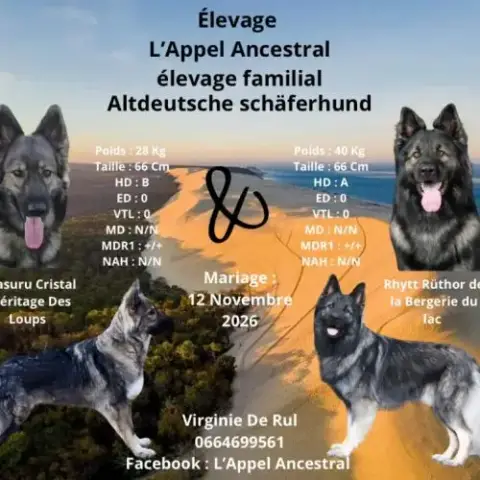 Chiot Altdeutsche Schäferhund
