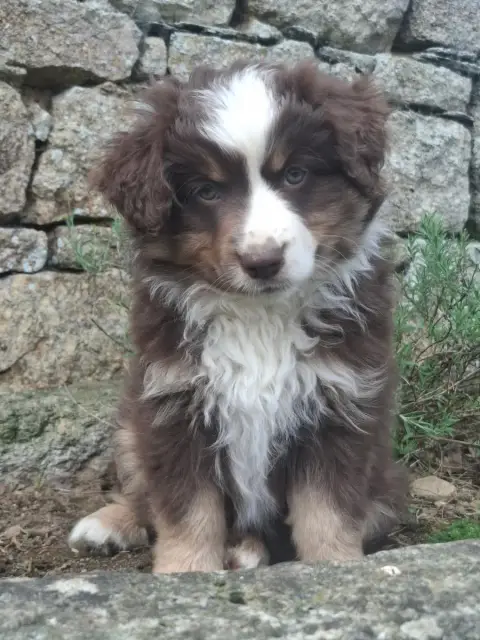 Berger Américain Miniature  Chiot Bam