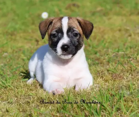 Jack Russell Terrier  Bandit Du Bois De Morchène photo 2