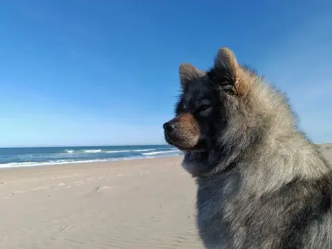 Eurasier  Chiot 3 Des Légendes De La Louve Arc- photo 3