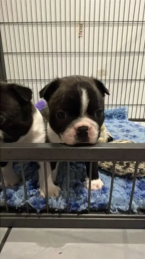 Boston Terrier  Chiot N°2 Du Temple Des Gremlins