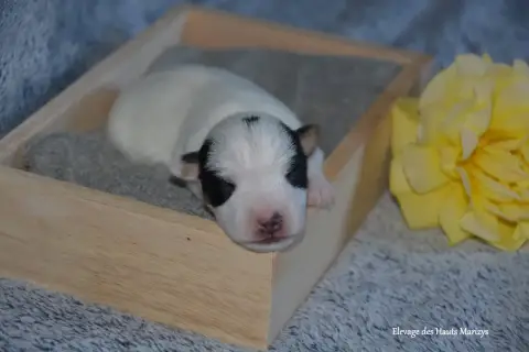 Jack Russell Terrier  Mâle 3 Des Hauts-