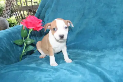 Staffordshire Bull Terrier  Chiot N°3 Des Terres De L 6e146 photo 2