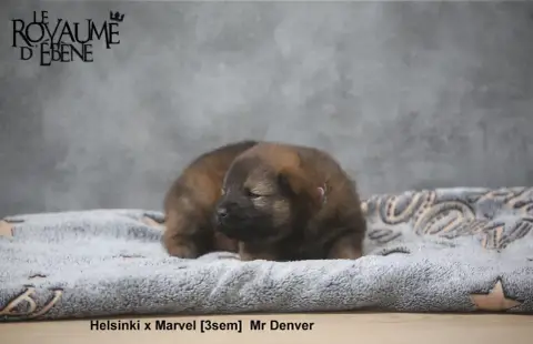 Eurasier  Mr Denver Du Royaume D'Ebène