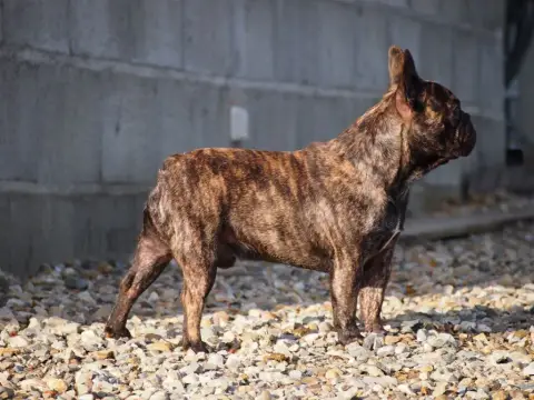 Bouledogue Français  Chiot N°5 Du Domaine De Charroi 0056e photo 3