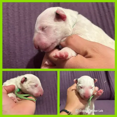 Bull Terrier  Chiot 6 Des Minis De Ryosie