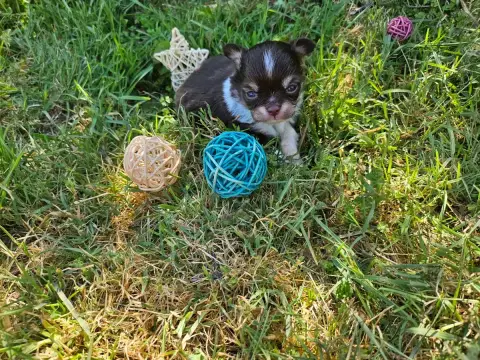 Chihuahua  Chiot N°1 Du Hameau De Selcra photo 2