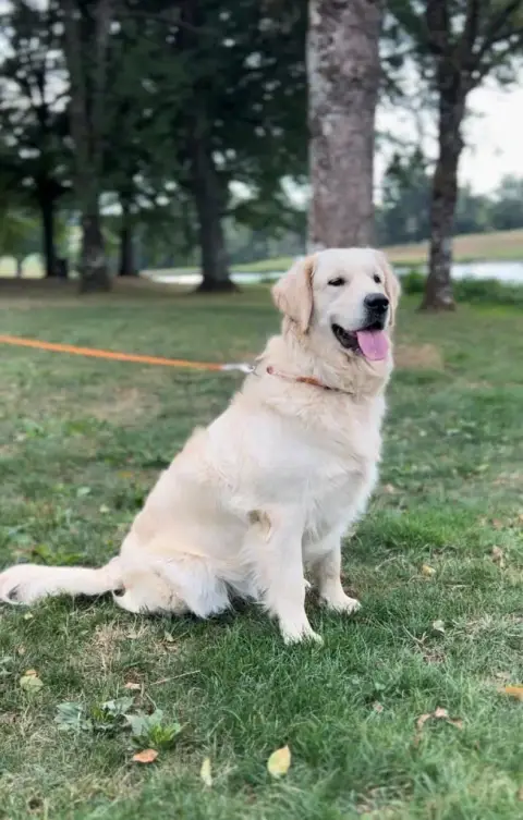 Golden Retriever  Collier Rose Des Champs D'Eypadero e76b6 photo 3