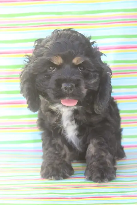 American Cocker Spaniel  Brooklin
