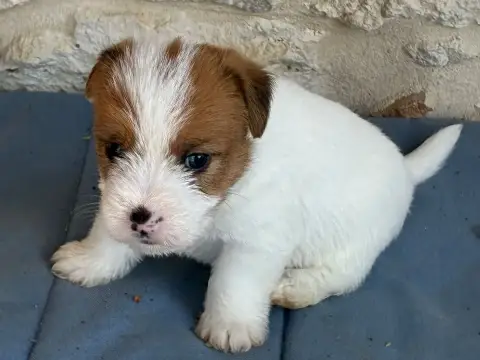 Jack Russell Terrier  Chiot N°3 Lacus Meduli