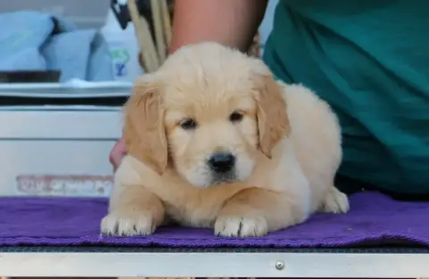 Golden Retriever  Chiot N°5 Rose De Windy'Stia photo 3