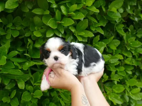 Cavalier King Charles Spaniel  Grande Du Temps Des Am 6dccc photo 2