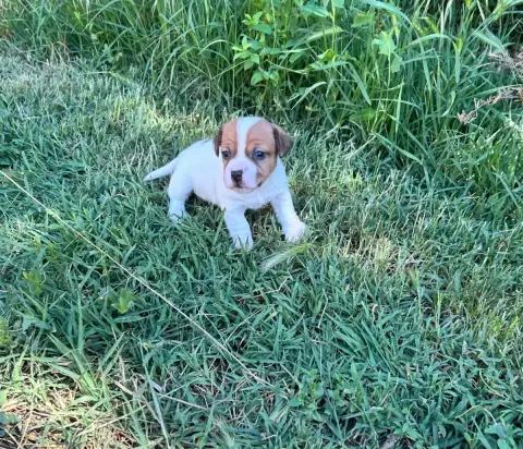 Jack Russell Terrier  Chiot N°4 Of Spirit Mountain