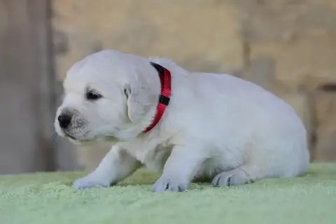 Golden Retriever photo 3