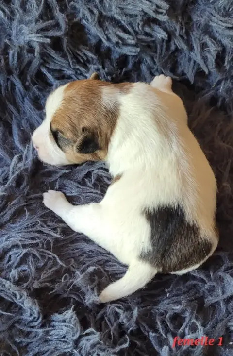 Jack Russell Terrier  Marron Et Blanche Du Bois De Lh 28b94 photo 2