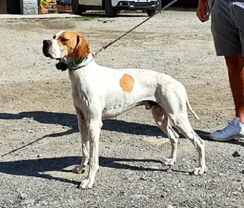 Pointer  Baya Des Brises De Paimpol photo 2
